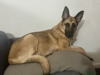 German Shepherd dogs German shepherd pups - Advert 1