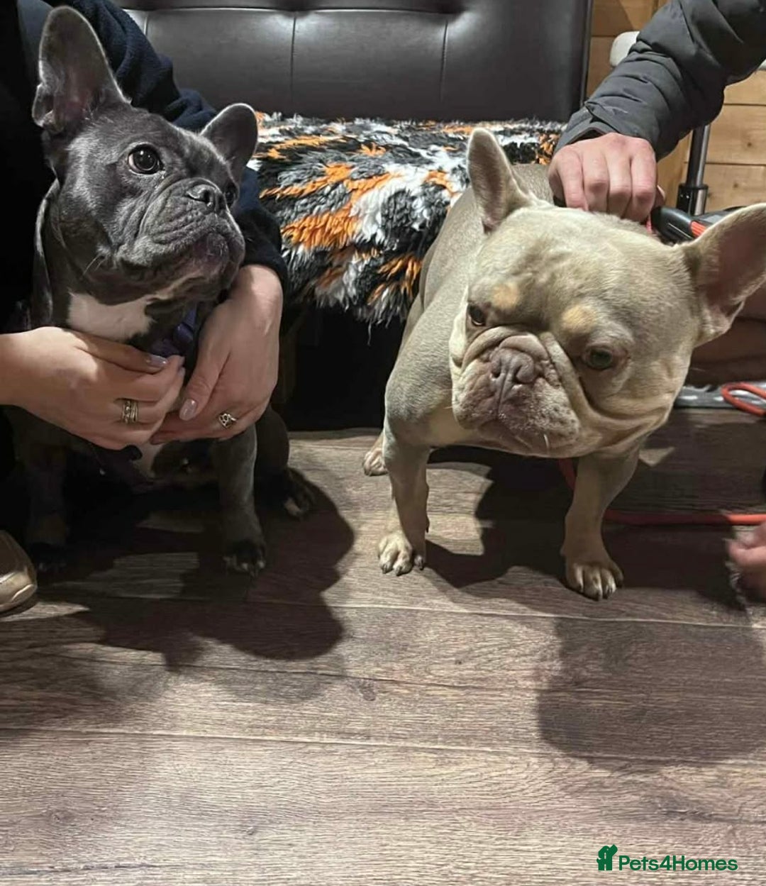 French Bulldog dogs for sale: Beautiful KC registered French Bulldog Puppies - Advert 3