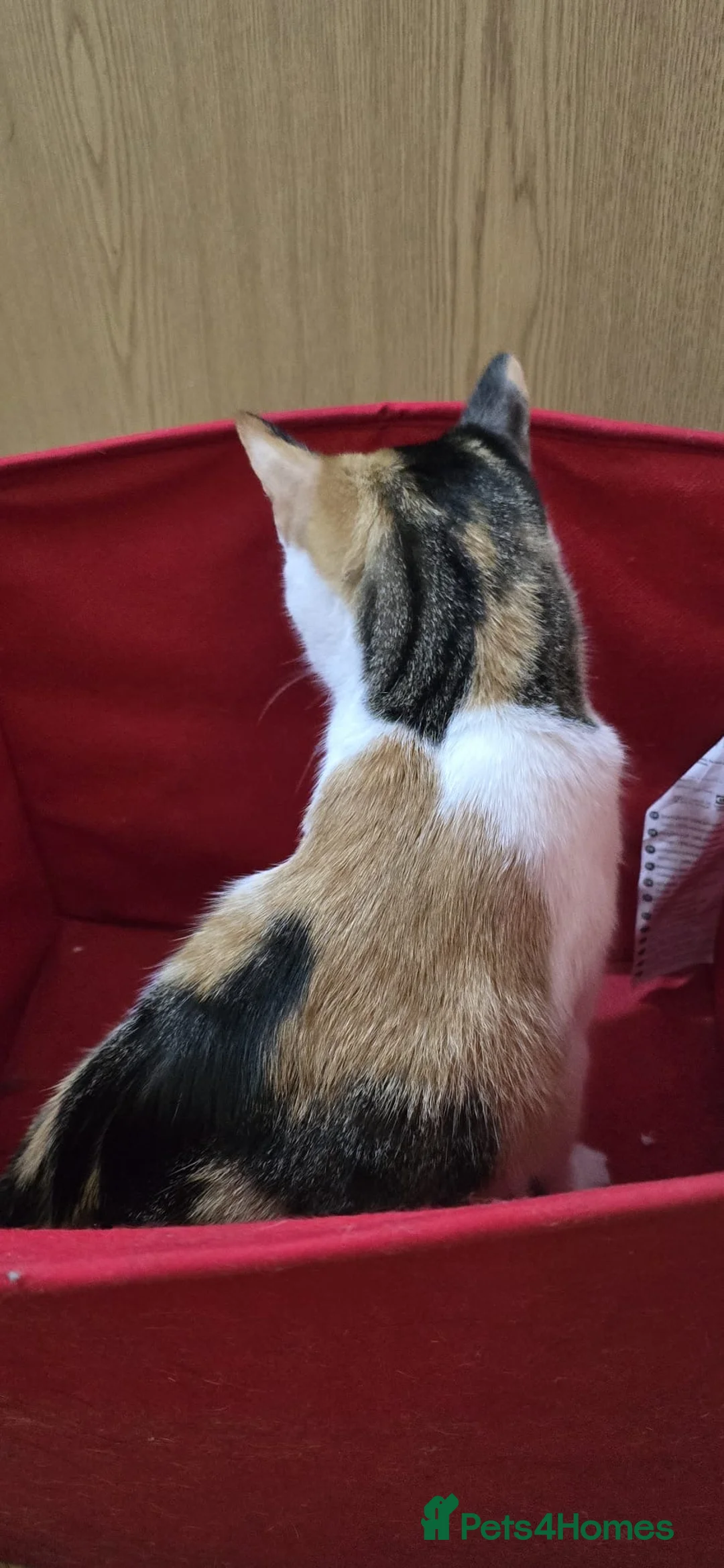 Mixed Breed cats for sale: Lovely cats looking for new homes  - Advert 2