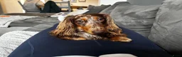Miniature Dachshund dogs for stud: Miniature Dashchund  available for stud in Windsor in Windsor - Advert 3