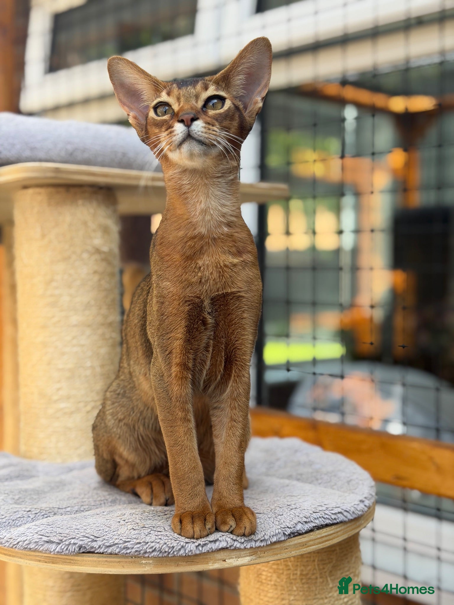 Abyssinian cats LAST BOY😻 - Advert 1