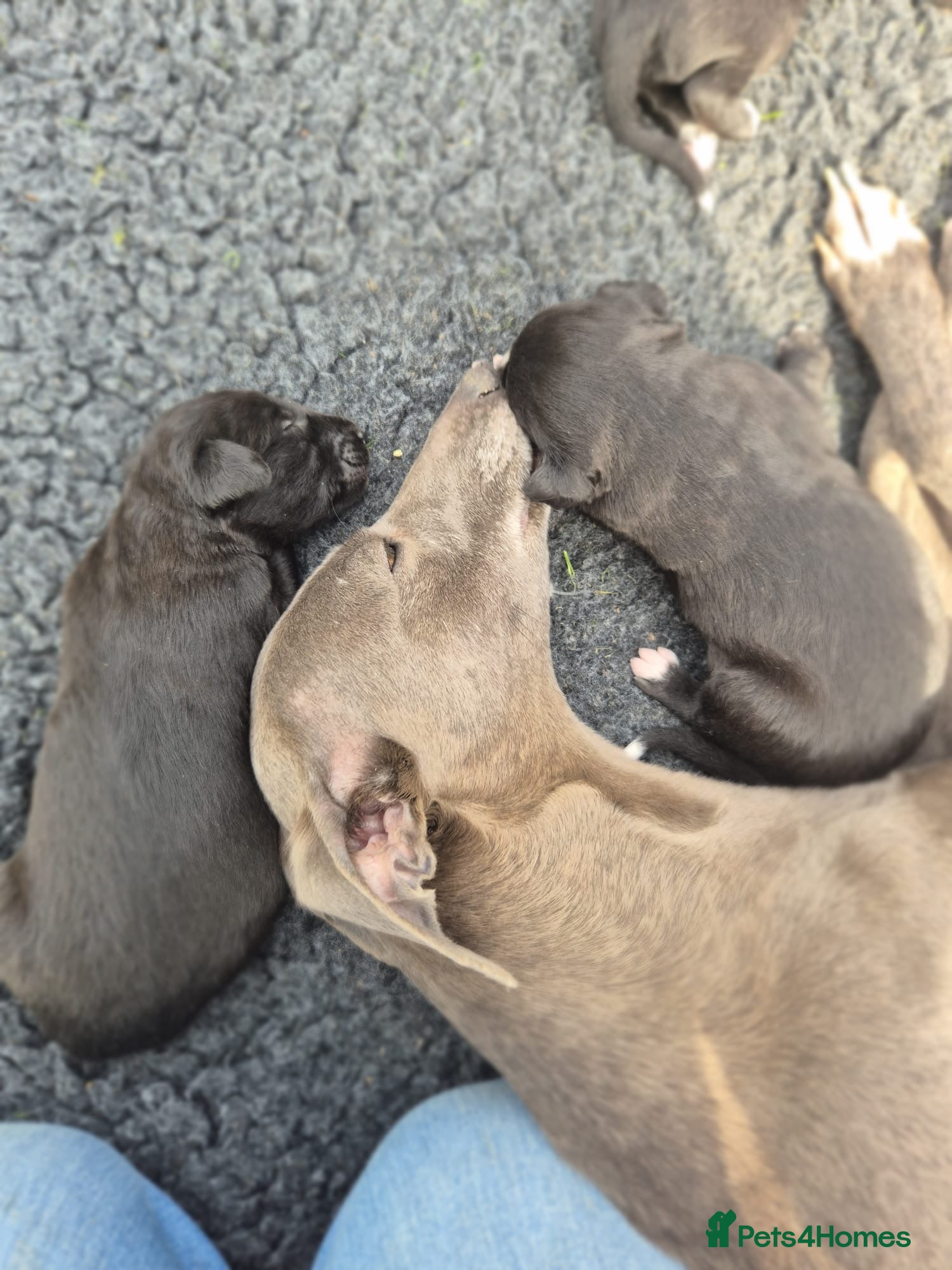 Mixed Breed dogs Beddywhipets  - Advert 1