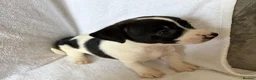 Jack Russell dogs for sale: 5 jack russell puppies for sale  - Advert 9