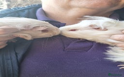 Guinea Pig rodents for sale: Beautiful baby Guinea pigs - Advert 1