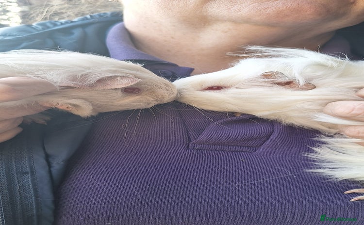 Guinea Pig rodents - Advert 11