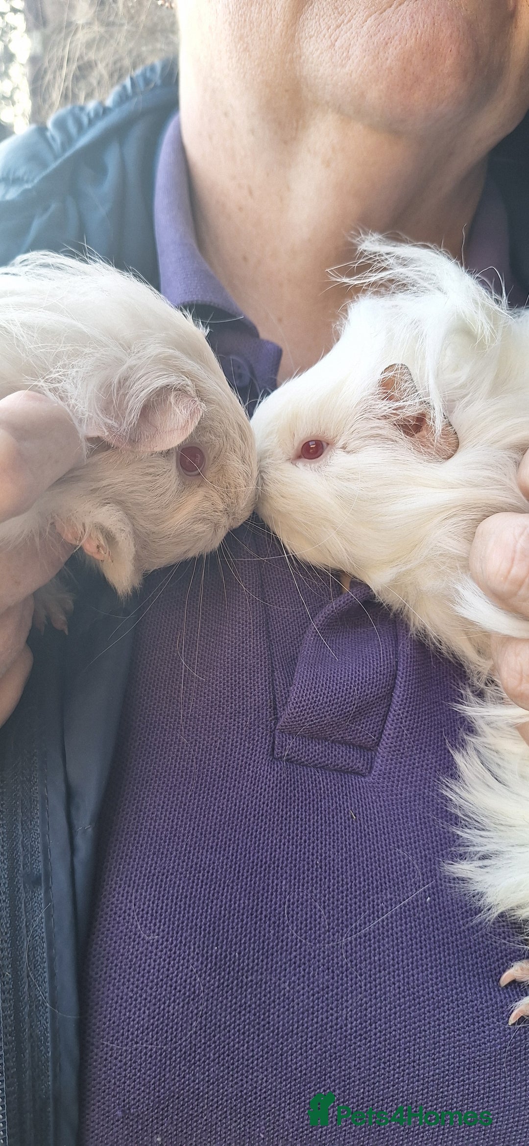 Guinea Pig rodents for sale: Beautiful baby Guinea pigs - Advert 1