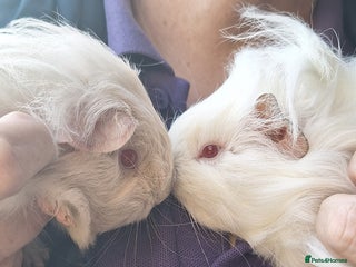 Guinea Pig rodents - Advert 27