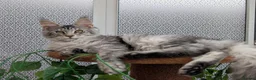 Maine Coon cats for sale: Stunning Maine coon kittens  - Advert 1