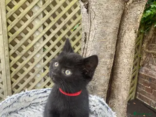 Mixed Breed cats British short hair cross kittens - Advert 1