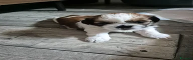 Shih Tzu 3