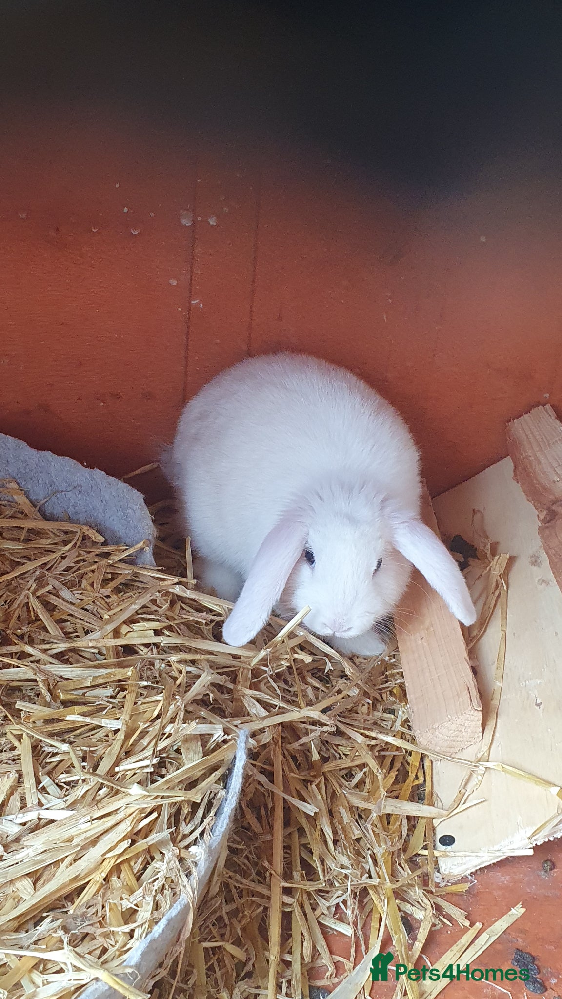 Mixed Breed rabbits Baby rabbits mini lop  - Advert 19