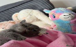 British Shorthair cats for sale: Gorgeous Champions line British Shorthair - Image 13