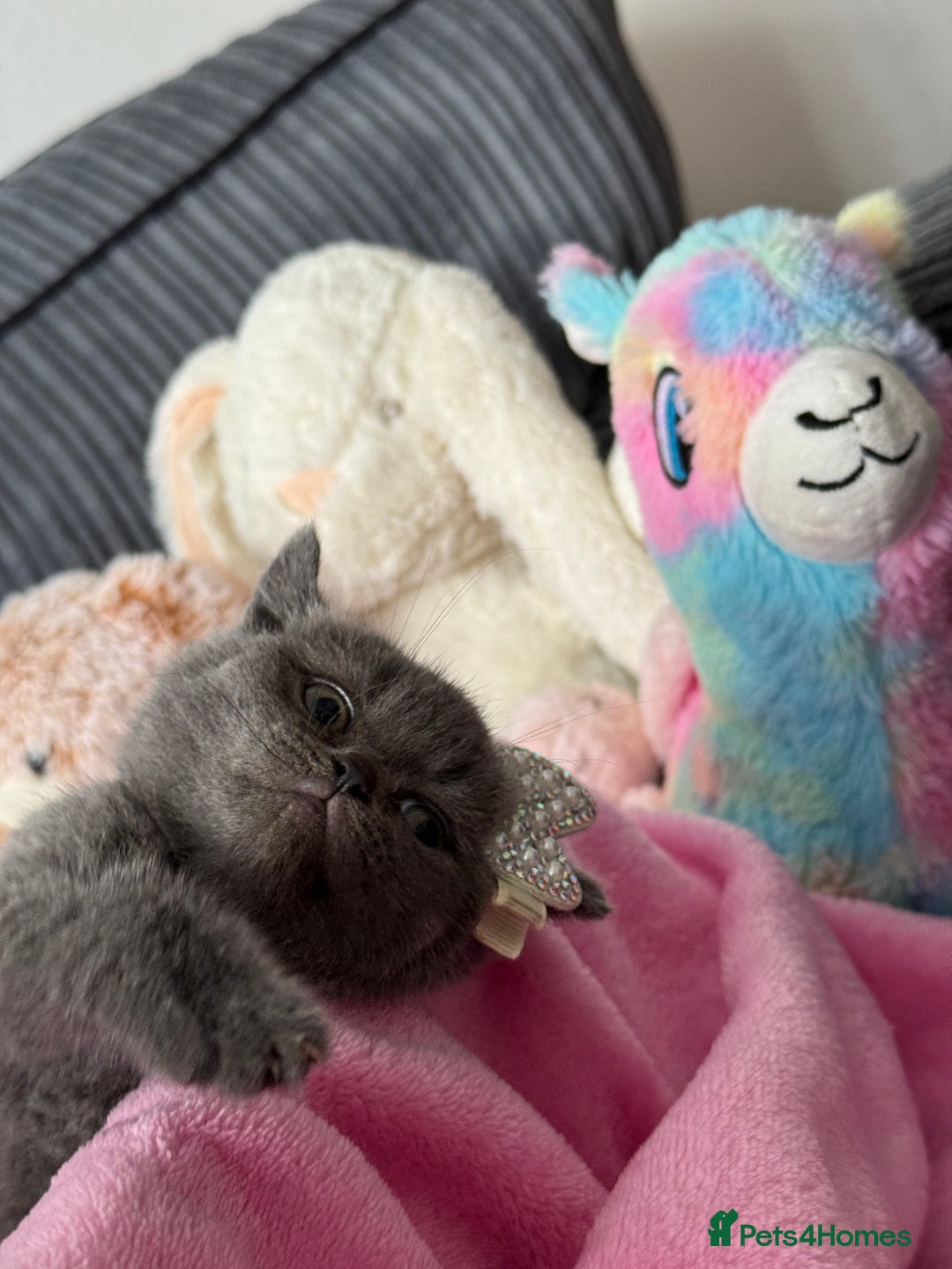 British Shorthair cats for sale: Gorgeous Champions line British Shorthair - Image 13
