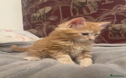 Mixed Breed cats for sale: 5 Fluffy Half Maine Coon kittens - Advert 14