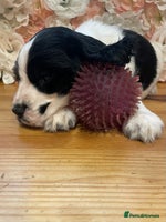 Cocker Spaniel dogs Beautiful show cocker spaniel babies - Advert 15