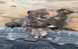 Mixed Breed dogs for sale: Beautiful litter of puppies  - Image 11