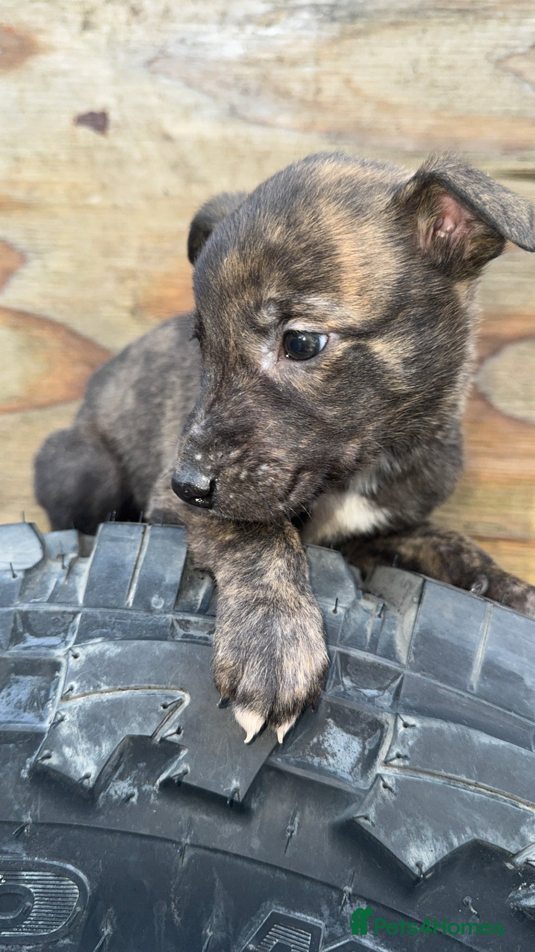 Mixed Breed dogs for sale: Beautiful litter of puppies  - Image 11