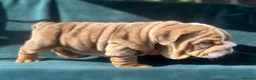 English Bulldog dogs for sale: 🌟 Quality English Bulldog Puppies ⭐️  - Advert 18
