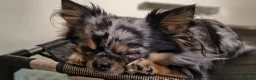 Chihuahua dogs for stud: Proven Merle Chihuahua Stud - Advert 4