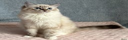 Ragdoll cats for sale: Three beautiful Ragdoll Ready to Leave 20/12/2025  - Advert 4