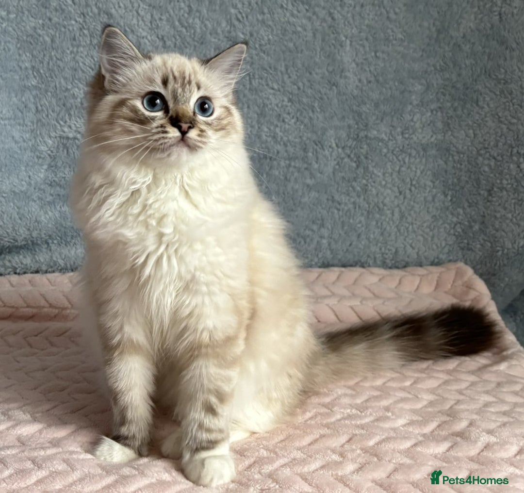 Ragdoll cats for sale: Three beautiful Ragdoll Ready to Leave 20/12/2025  - Advert 4