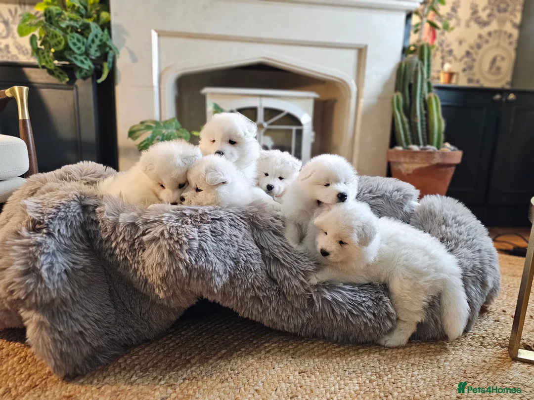 Samoyed dogs for sale: ⭐ EXCEPTIONAL BEAR-HEAD PUPPIES ⭐Champion Heritage - Advert 6