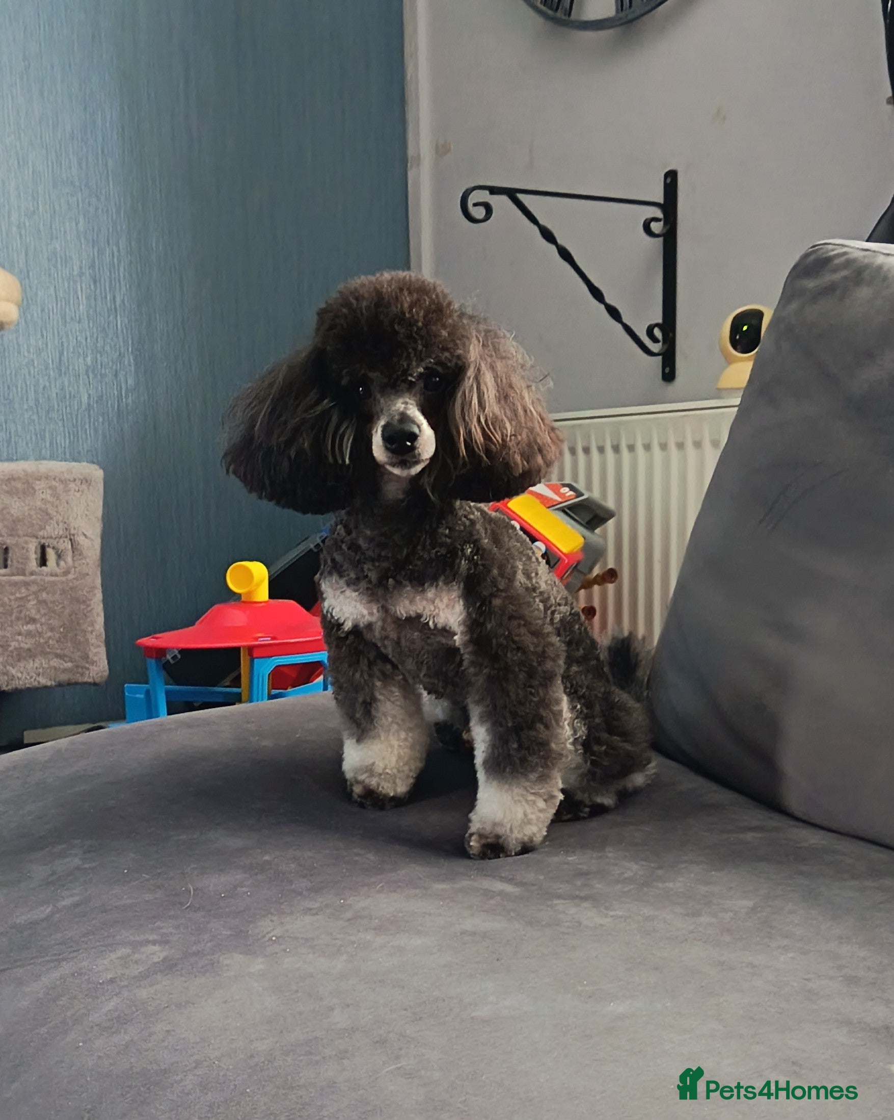 Toy Poodle dogs *Beautiful Blue Phantom*DNA Clear*Carries Silver* - Advert 3