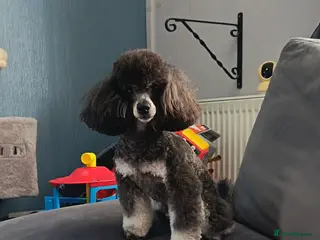 Toy Poodle dogs *Beautiful Blue Phantom*DNA Clear*Carries Silver* - Advert 3