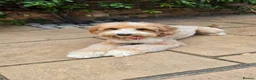 Labradoodle dogs for stud: STUNNING AUSTRALIAN LABRADOODLES HIP 0/0 ELBOW 0/0 - Advert 7