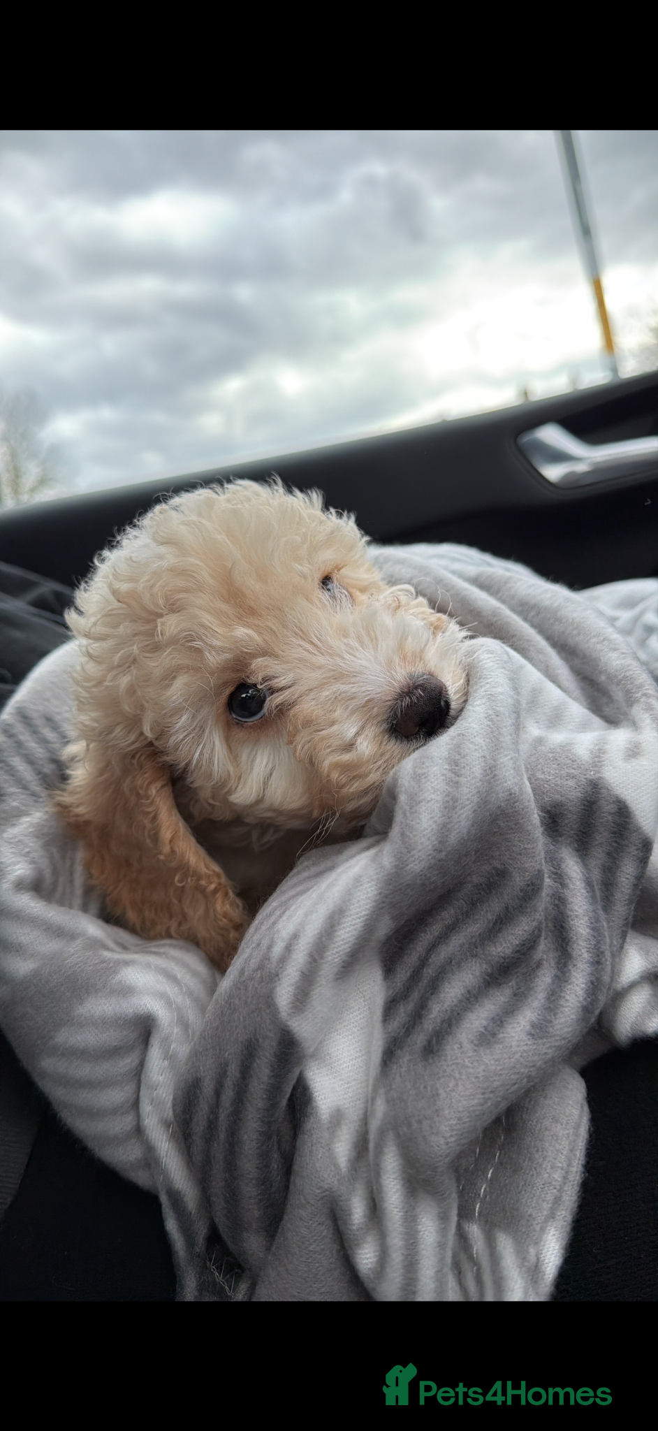 Cockapoo dogs for sale: Cockapoo puppies ready for their forever home  - Advert 2