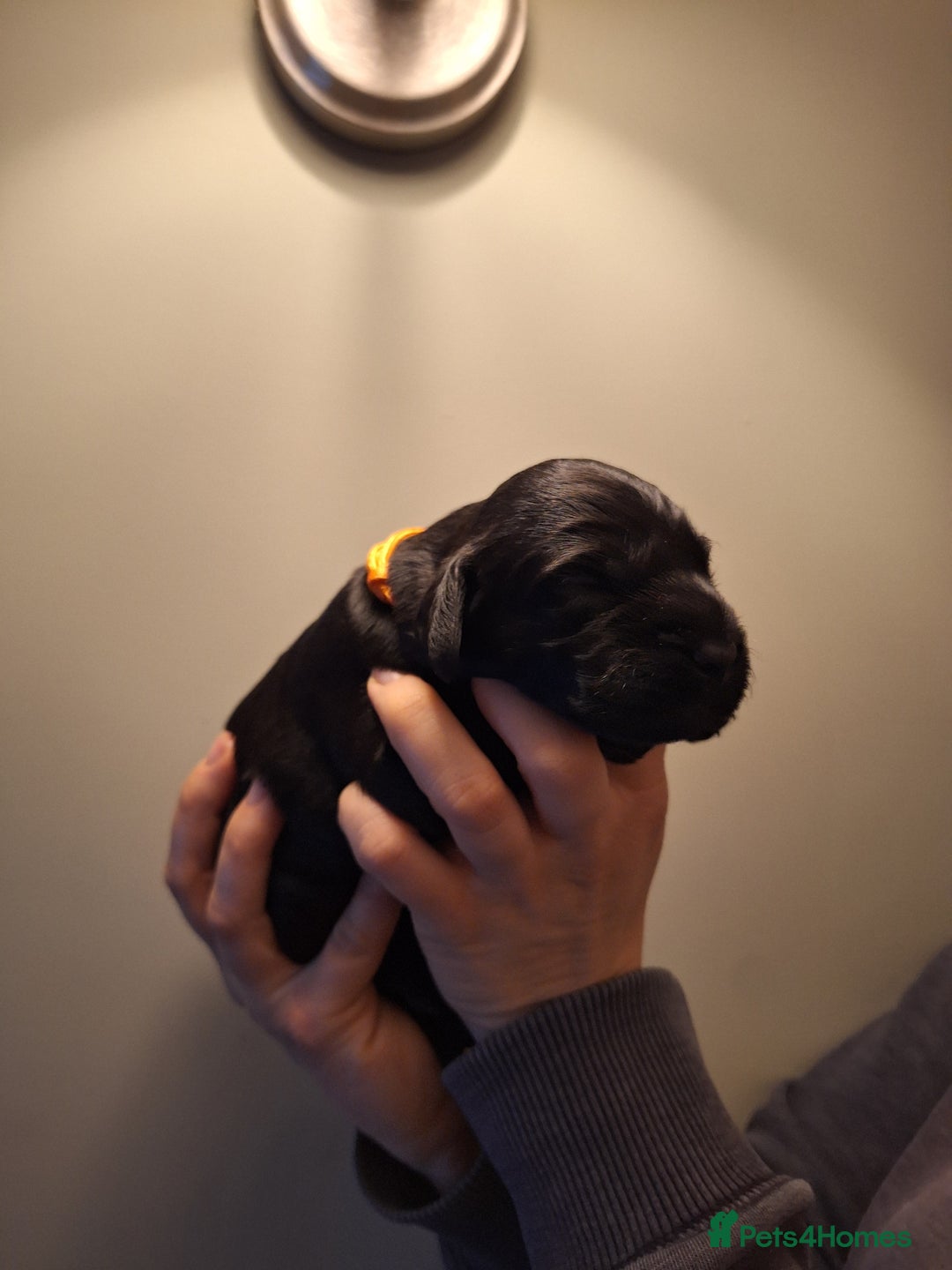 Cockerdor dogs for sale: stunning cockerdors (1left)🐶 5⭐️ licensed breeder - Advert 28