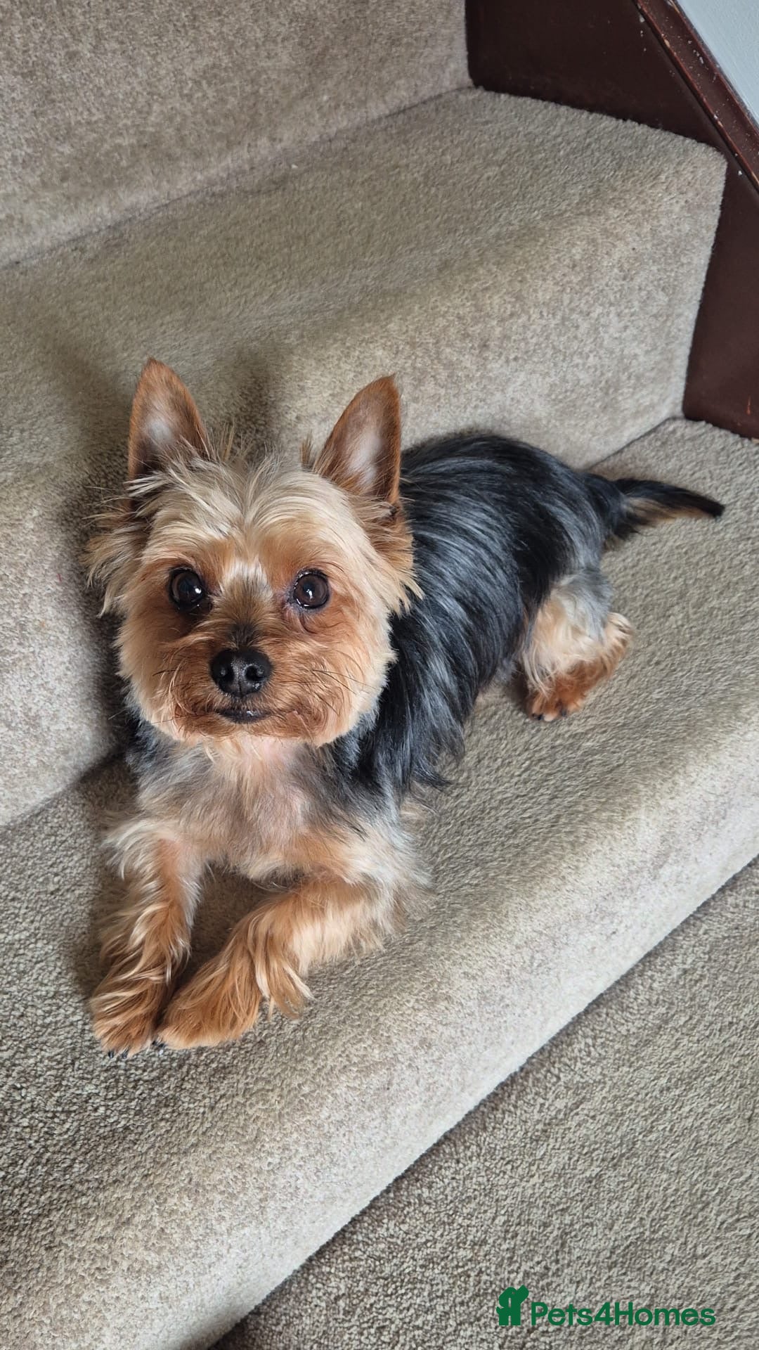 Yorkshire Terrier dogs Yorkshire Terrier - Advert 1