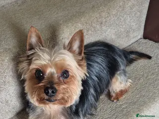 Yorkshire Terrier dogs Yorkshire Terrier - Advert 1