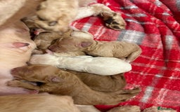Cockapoo dogs for sale: Cockapoo puppies for sale  - Image 7