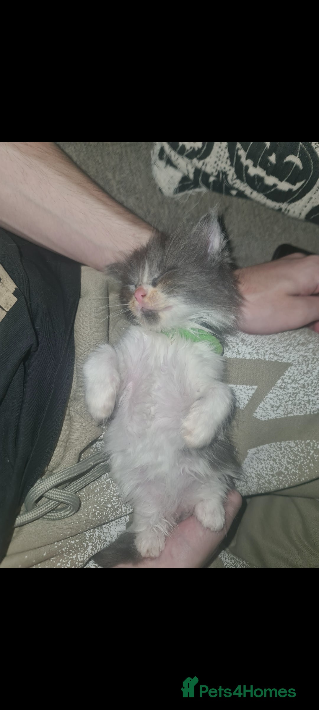 Mixed Breed cats for sale: Friendly bunch of beautiful kittens  - Image 7