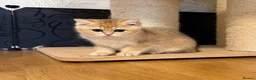 British Shorthair cats for sale: 🌟Last BSH Golden Shaded lovely girl left🌟 in Preston - Advert 7