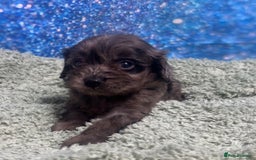 Cavapoo dogs for sale: F1 cavapoo puppies 🐶 🩵💜 - Image 13