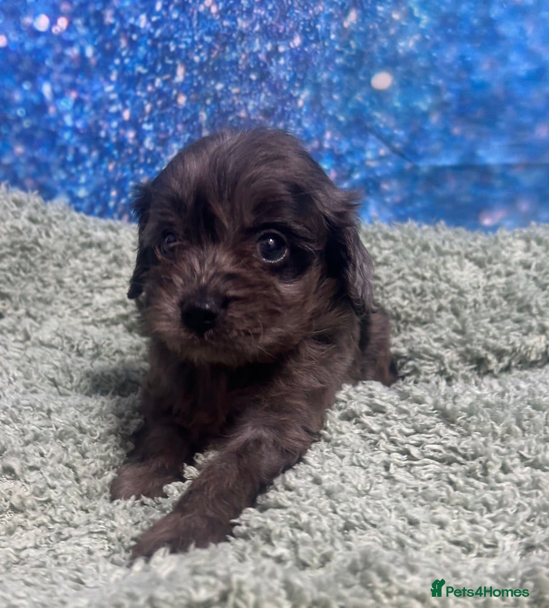 Cavapoo dogs for sale: F1 cavapoo puppies 🐶 🩵💜 - Image 13