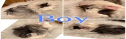 Guinea Pig rodents for sale: Baby Guinea Pigs for Sale Peruvian/Sheltie Mix 8wk - Advert 2