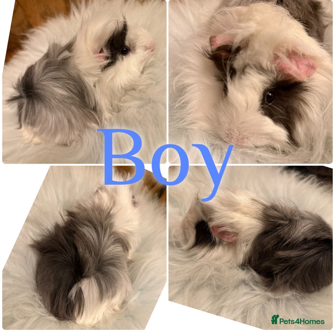 Guinea Pig rodents for sale: Baby Guinea Pigs for Sale Peruvian/Sheltie Mix 8wk - Advert 2