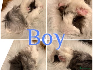 Guinea Pig rodents Baby Guinea Pigs for Sale Peruvian/Sheltie Mix 8wk - Advert 5
