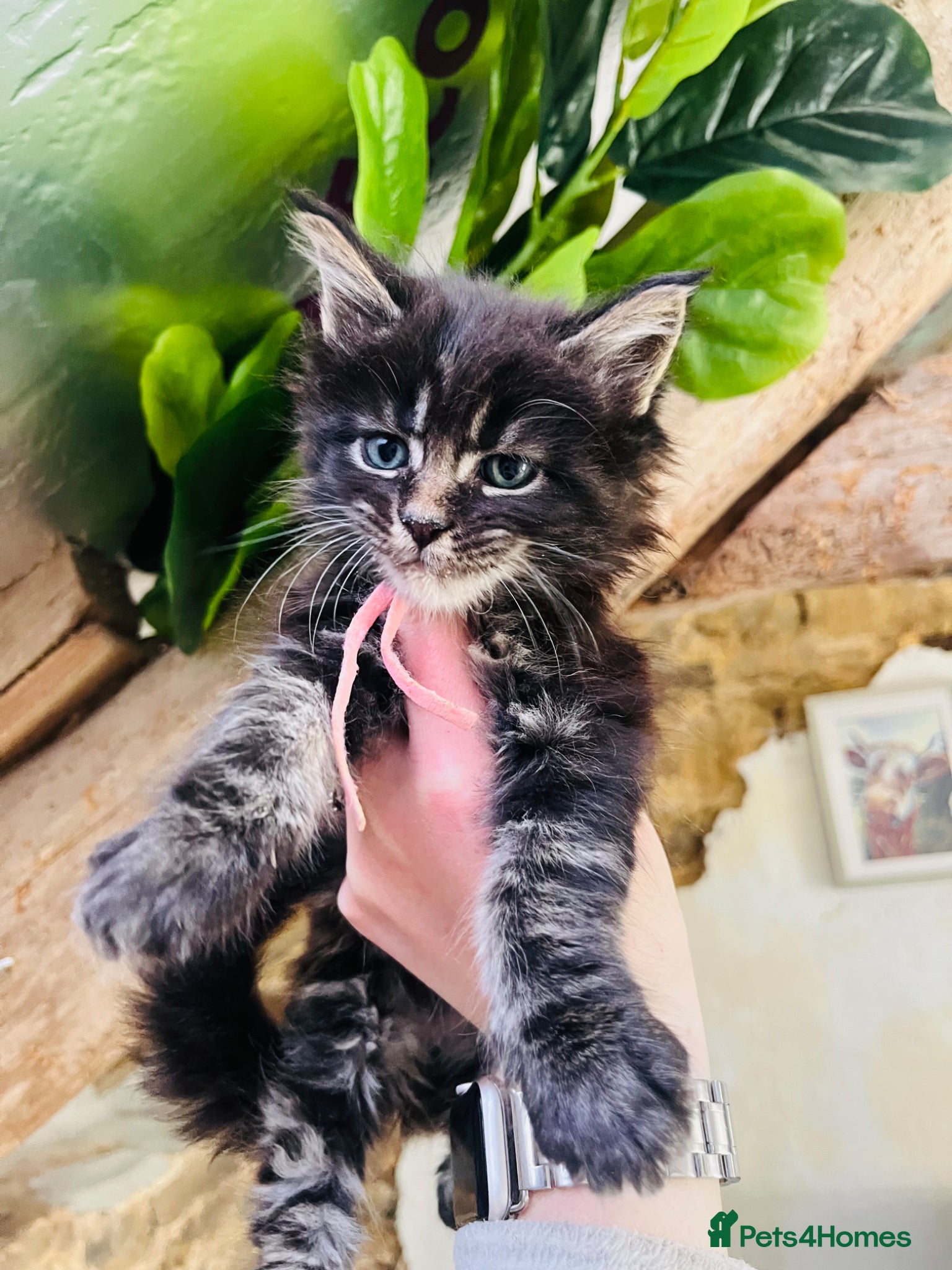Maine Coon cats Stunning pedigree Maine coon kittens TICA - Advert 2