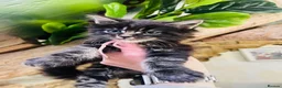 Maine Coon cats for sale: Stunning pedigree Maine coon kittens TICA - Advert 4