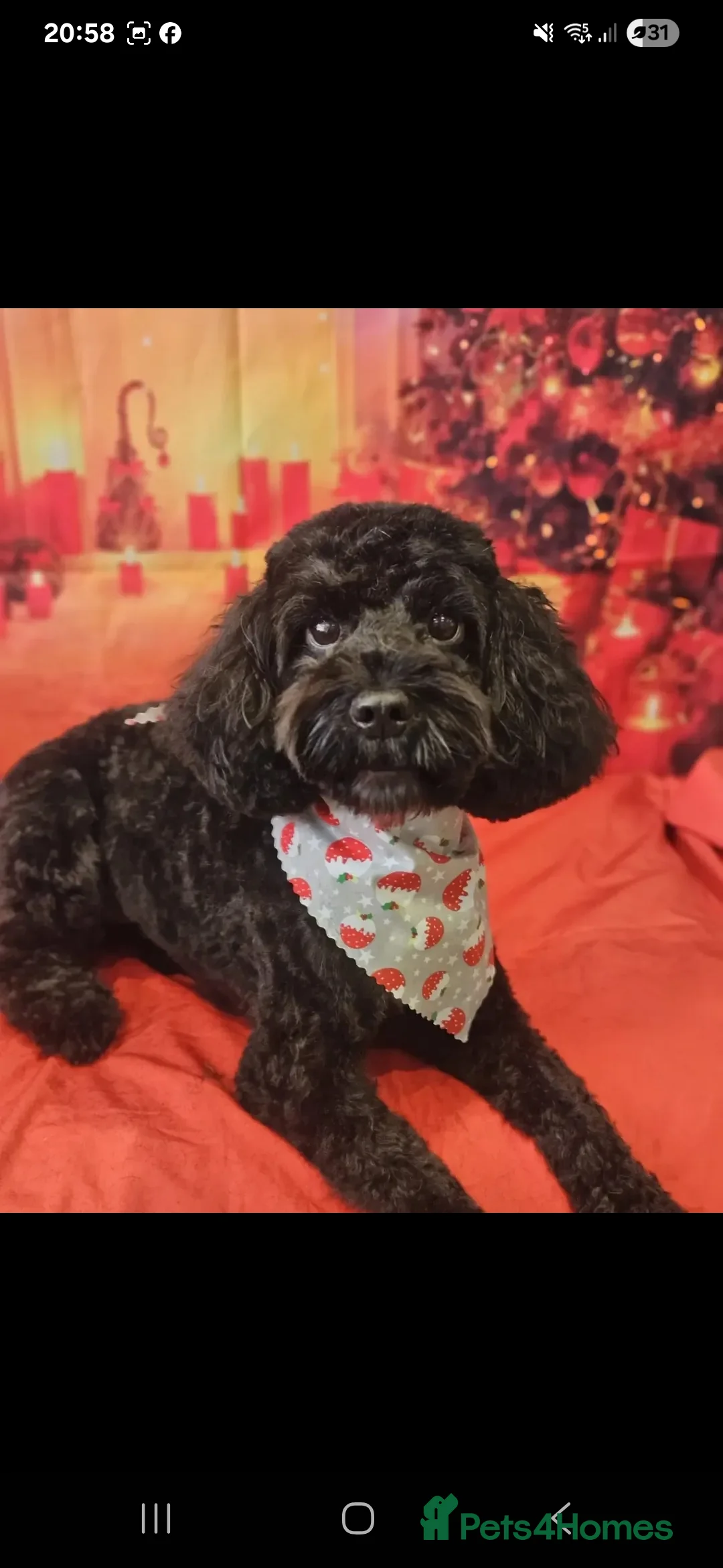 Cockapoo dogs for sale: Minature chocolate brown cockerpoo F1B - Advert 8