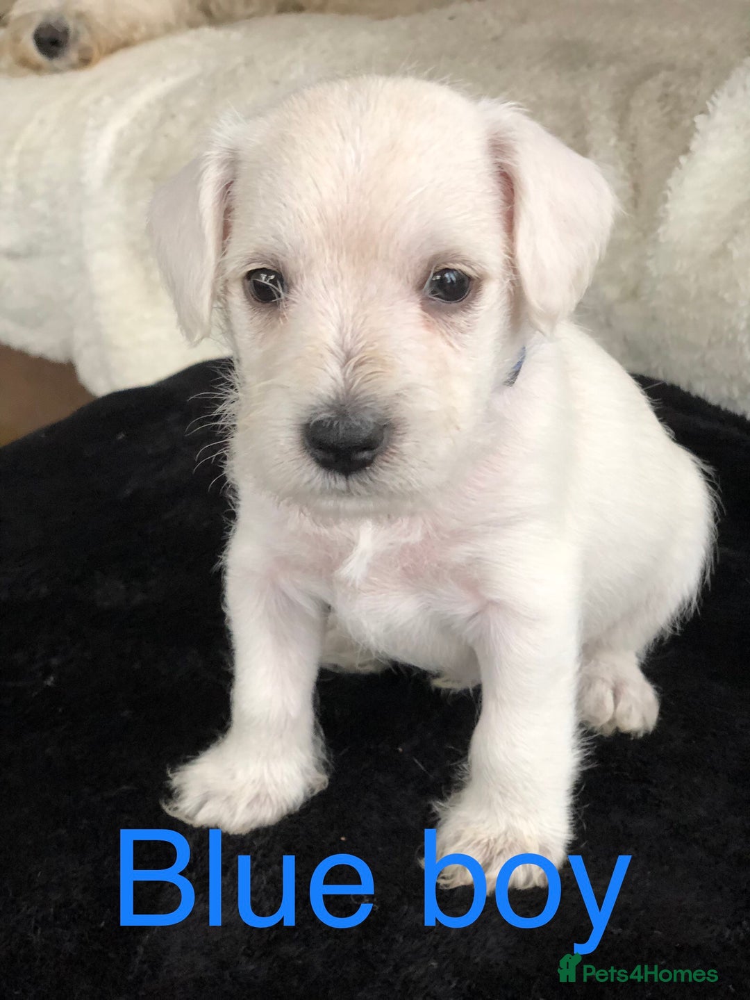 Miniature Schnauzer dogs for sale: KC registered White miniature schnauzers - Image 3