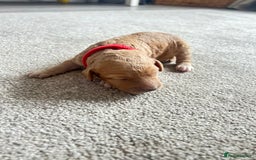 Cockapoo dogs for sale: Beautiful Cockapoo F2 puppies  - Image 4