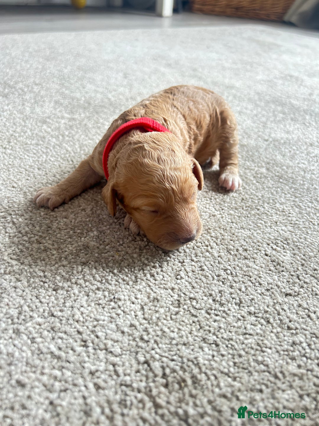 Cockapoo dogs for sale: Beautiful Cockapoo F2 puppies  - Image 4