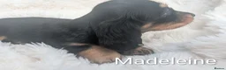 Miniature Dachshund dogs for sale: READY THIS WEEKEND 🏆Russian Champion lines  - Advert 32
