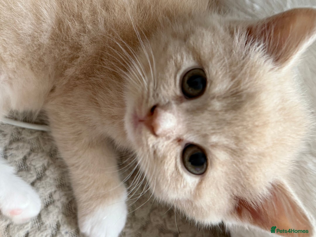 Mixed Breed cats for sale: [READY NOW] British Shorthair x Mainecoon - Image 4