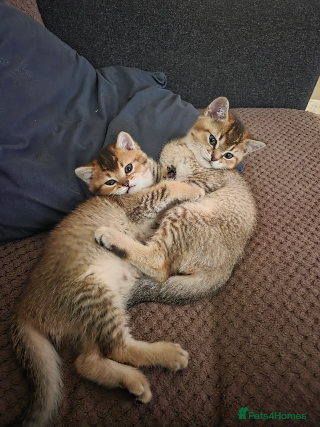 British Shorthair cats for sale:          BRITISH SHORTHAIR - Advert 12